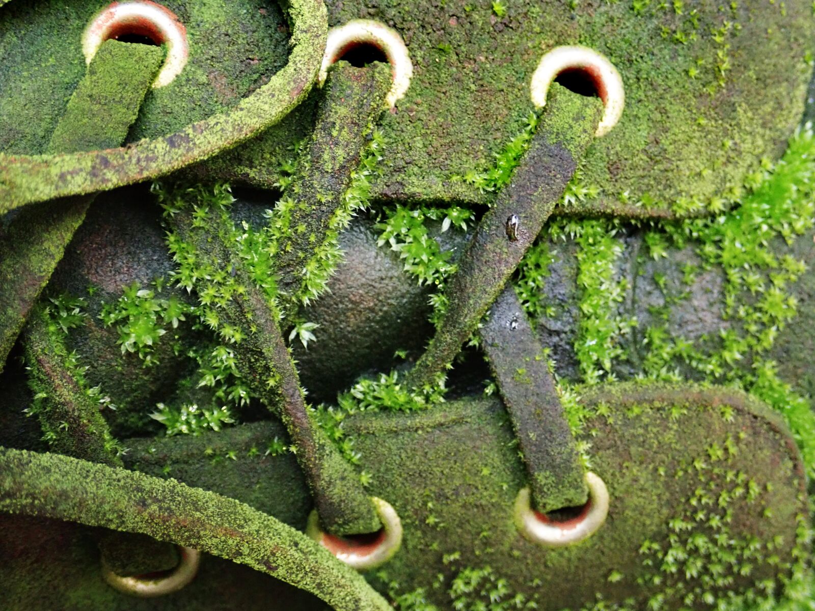 Olympus TG-5 sample photo. Boot, old, moss photography
