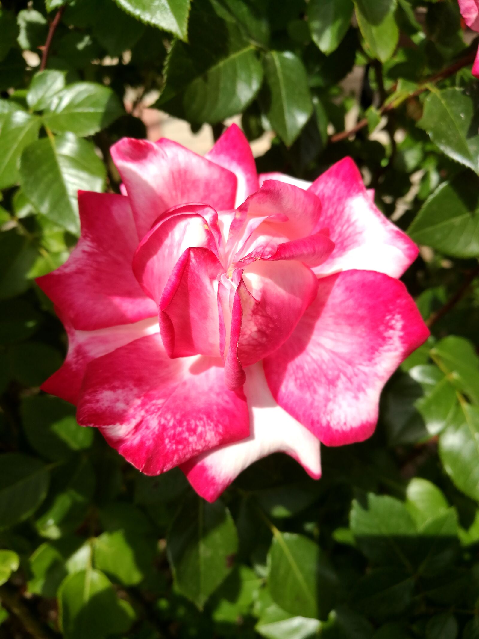HUAWEI P9 sample photo. Summer, rose, flowers photography