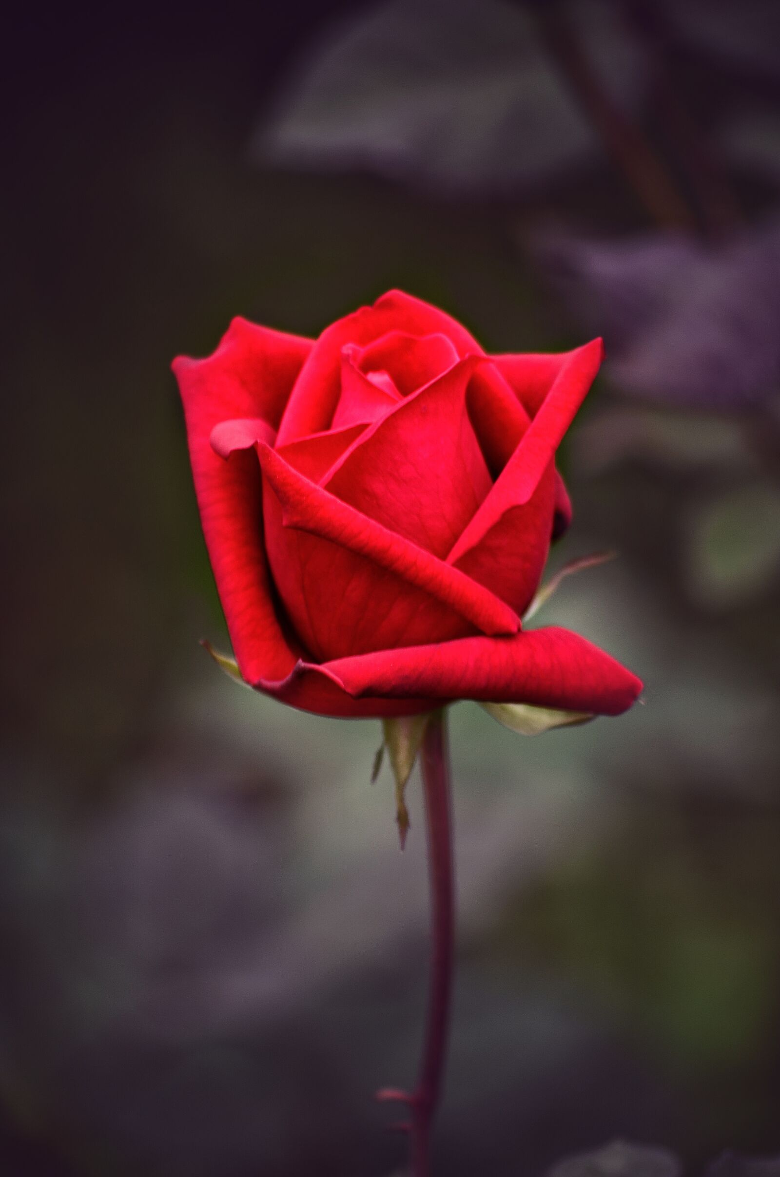 Nikon D5100 sample photo. Red rose, flower, plant photography