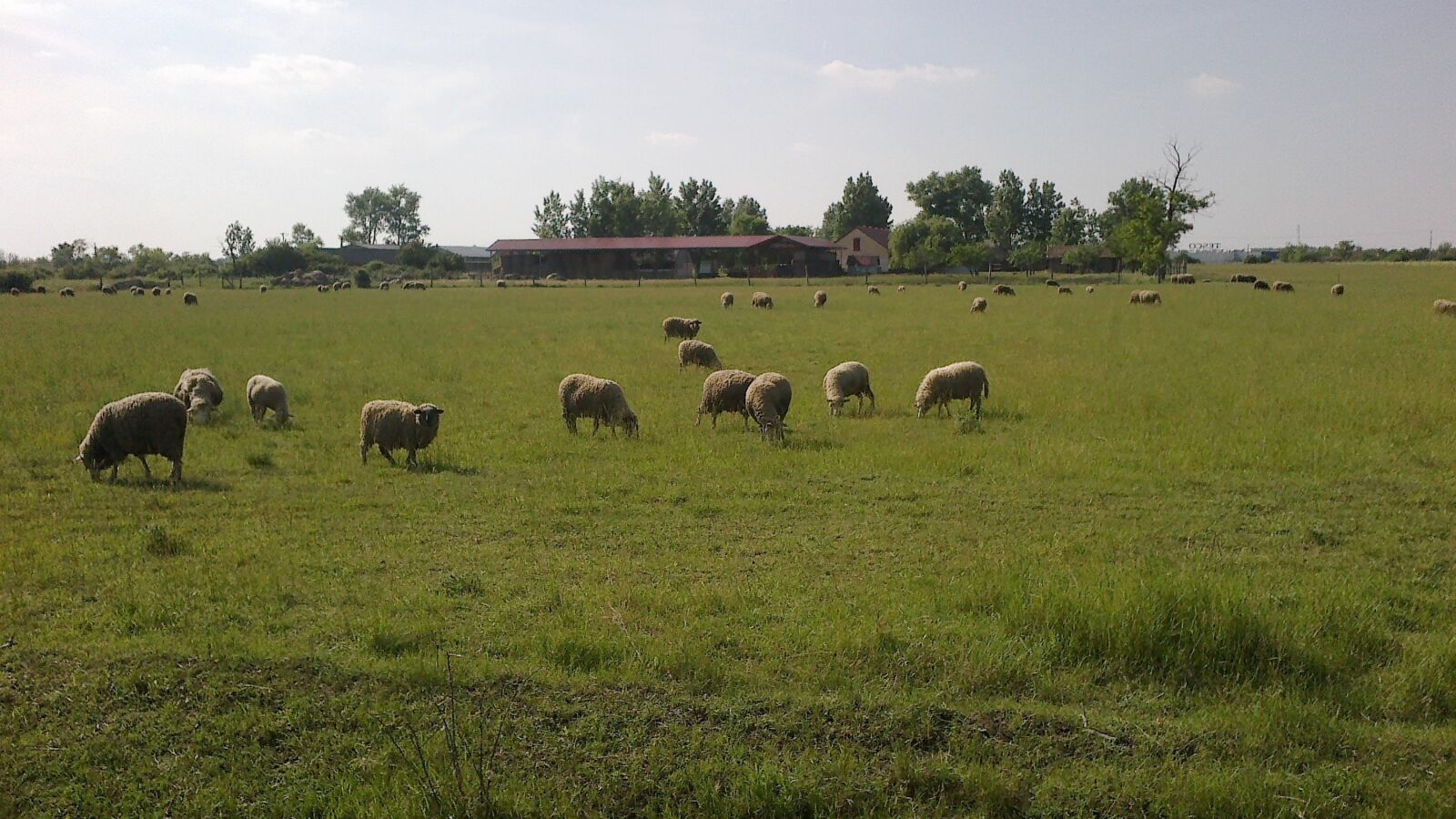 Nokia 500 sample photo. Flock, sheep, browse photography