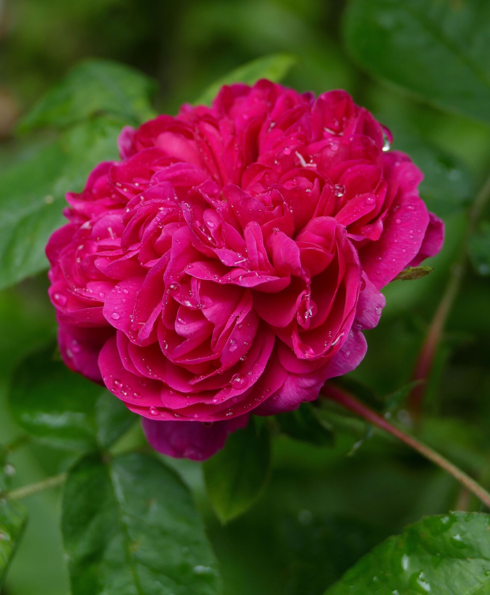 Panasonic Lumix DMC-FZ1000 sample photo. Rose de resht, garden photography