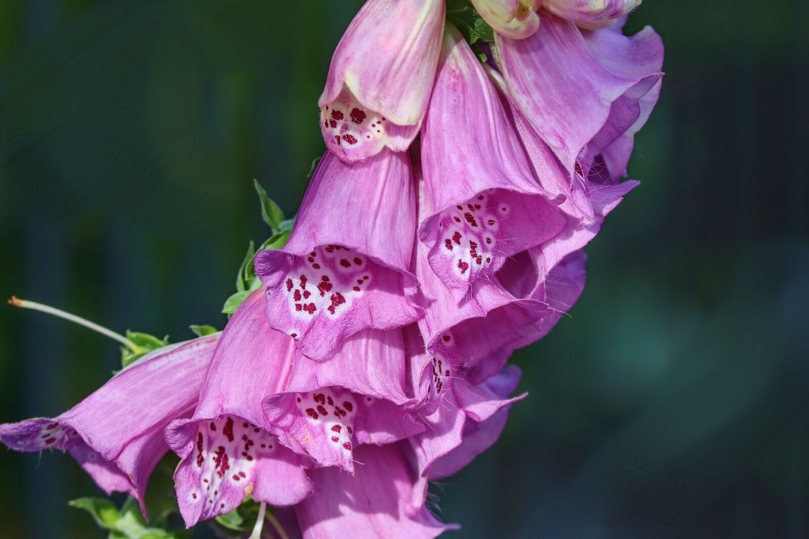 Canon EOS 200D (EOS Rebel SL2 / EOS Kiss X9) sample photo. Thimble, digitalis purpurea, cinquefoil photography
