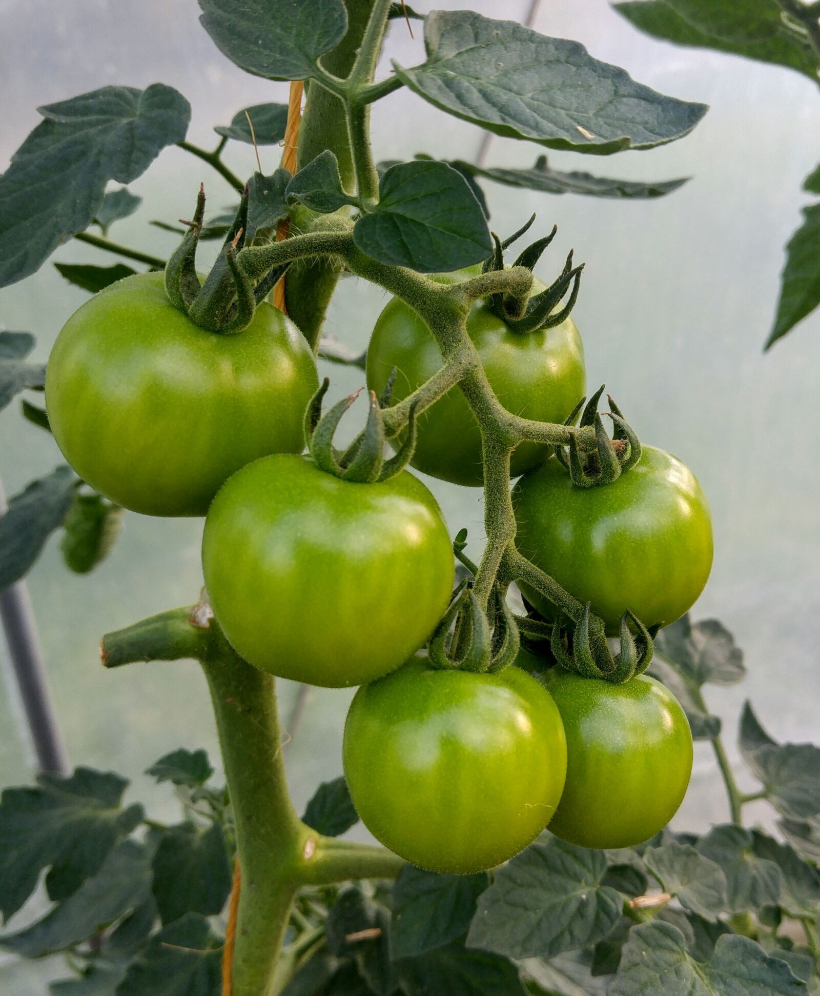 LG H818P sample photo. Tomato, green tomato, plant photography