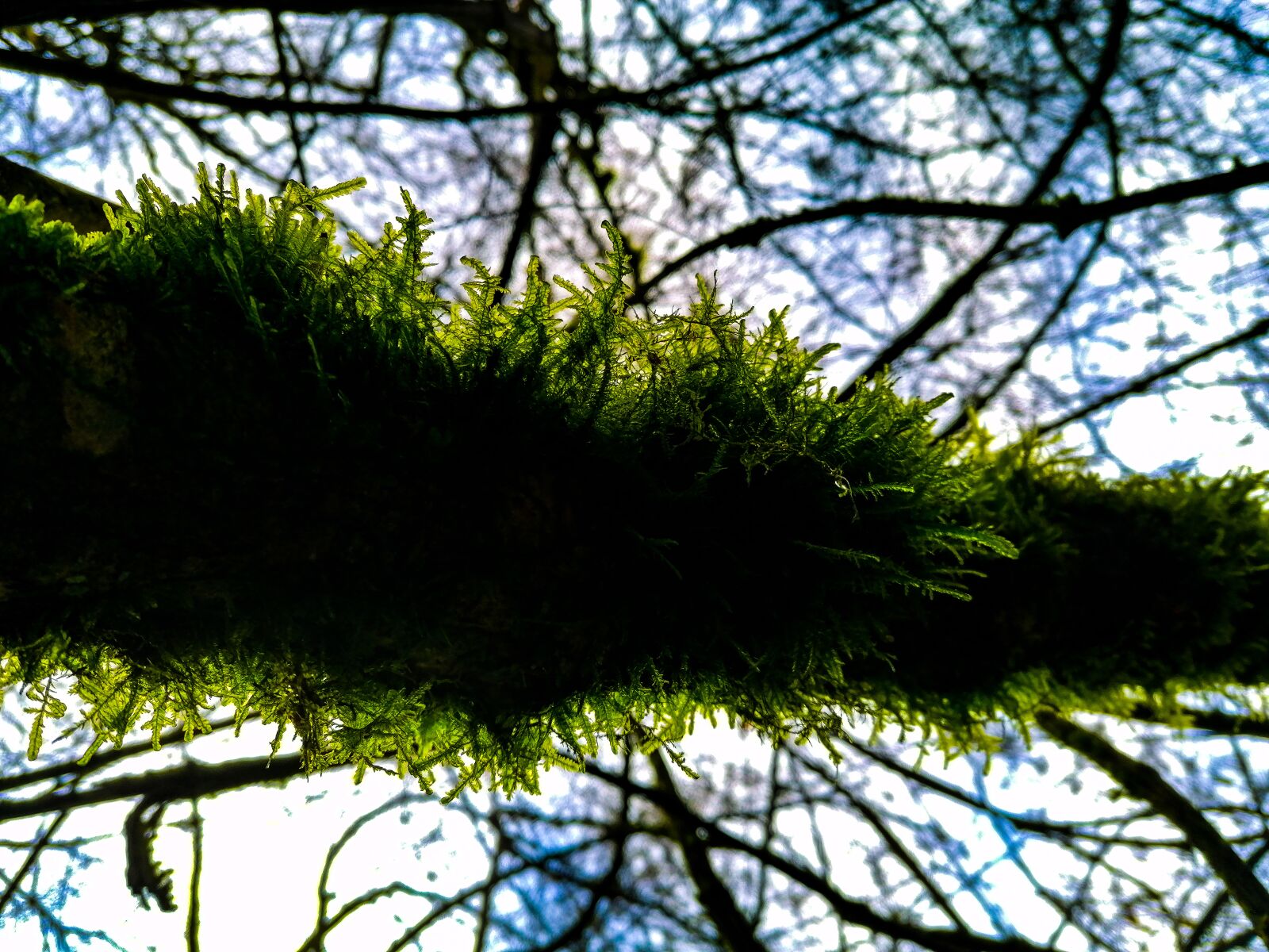 HUAWEI P30 LITE sample photo. Naturelove, focus photography, nature photography