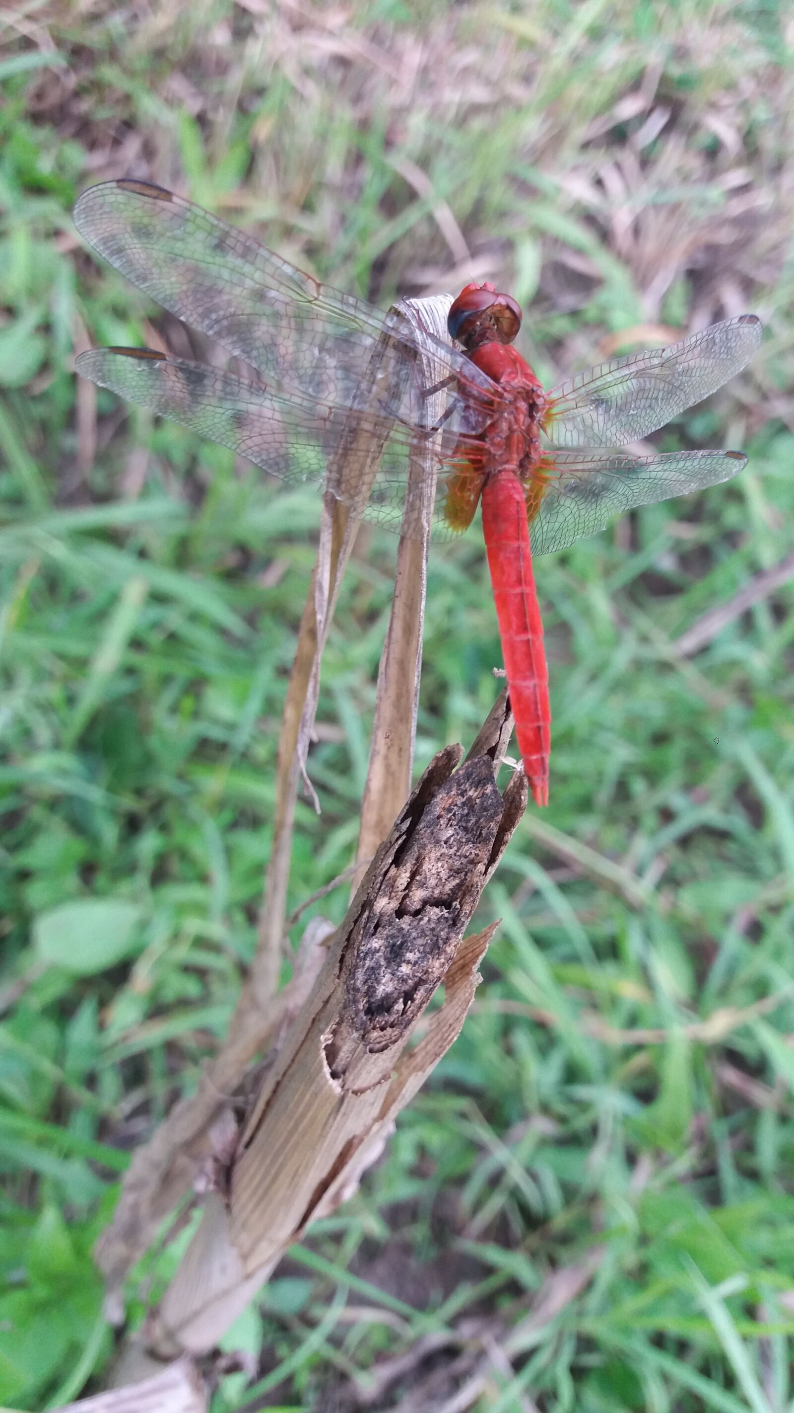 Samsung Galaxy J5(2016) sample photo. Flying, red, small photography