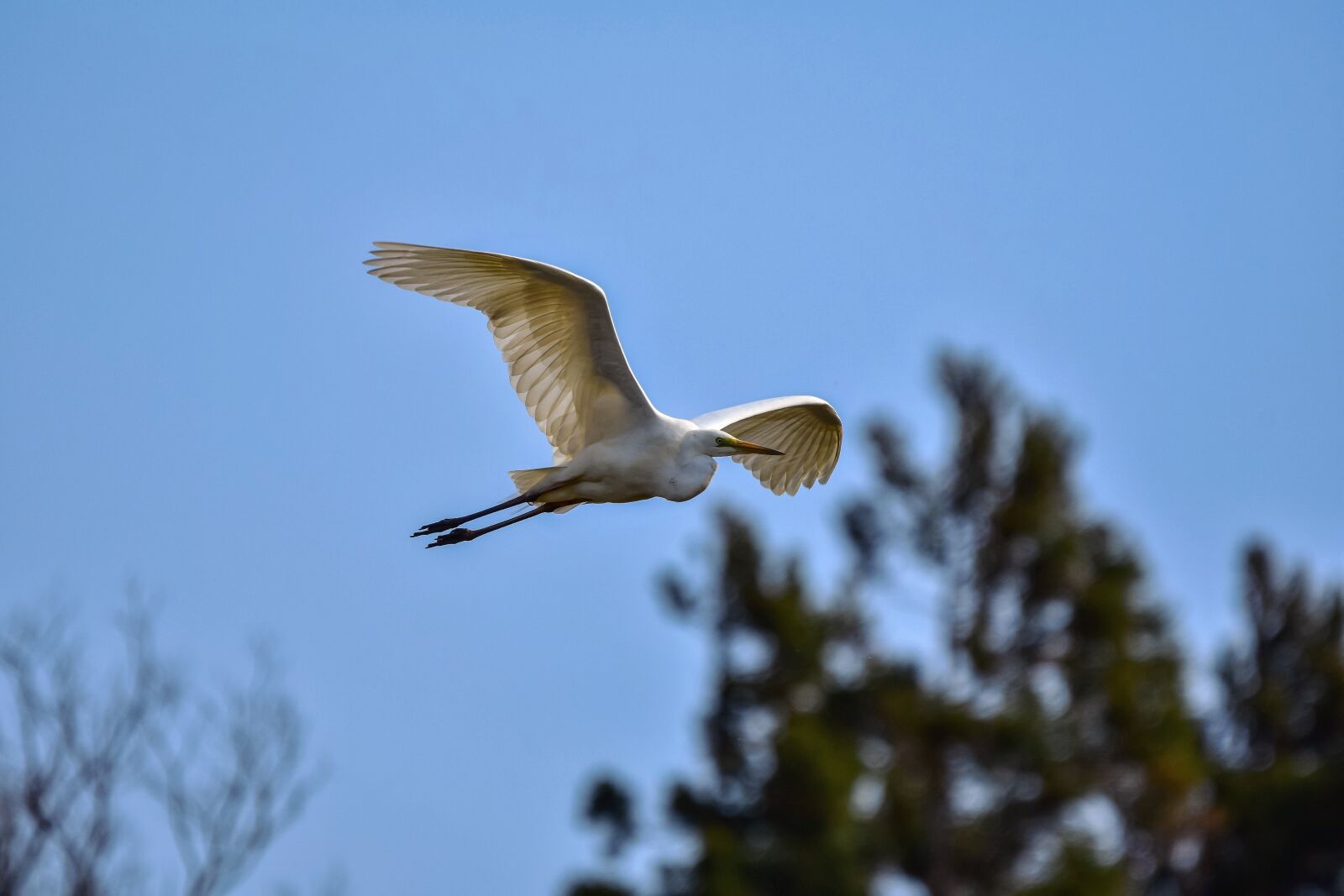 Nikon D7200 sample photo. Animal, sky, forest photography