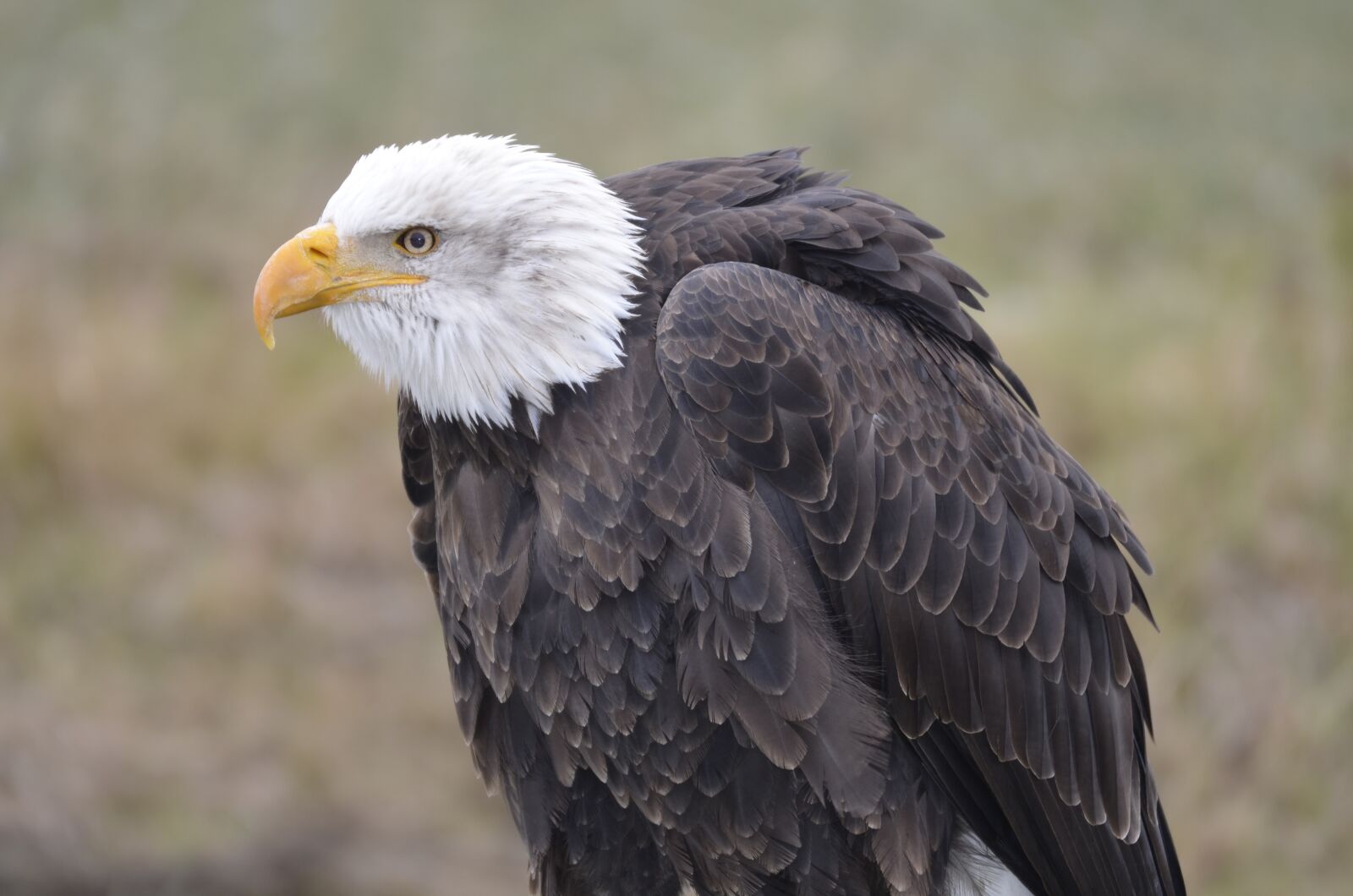 Nikon D5100 sample photo. White tailed eagle, adler photography
