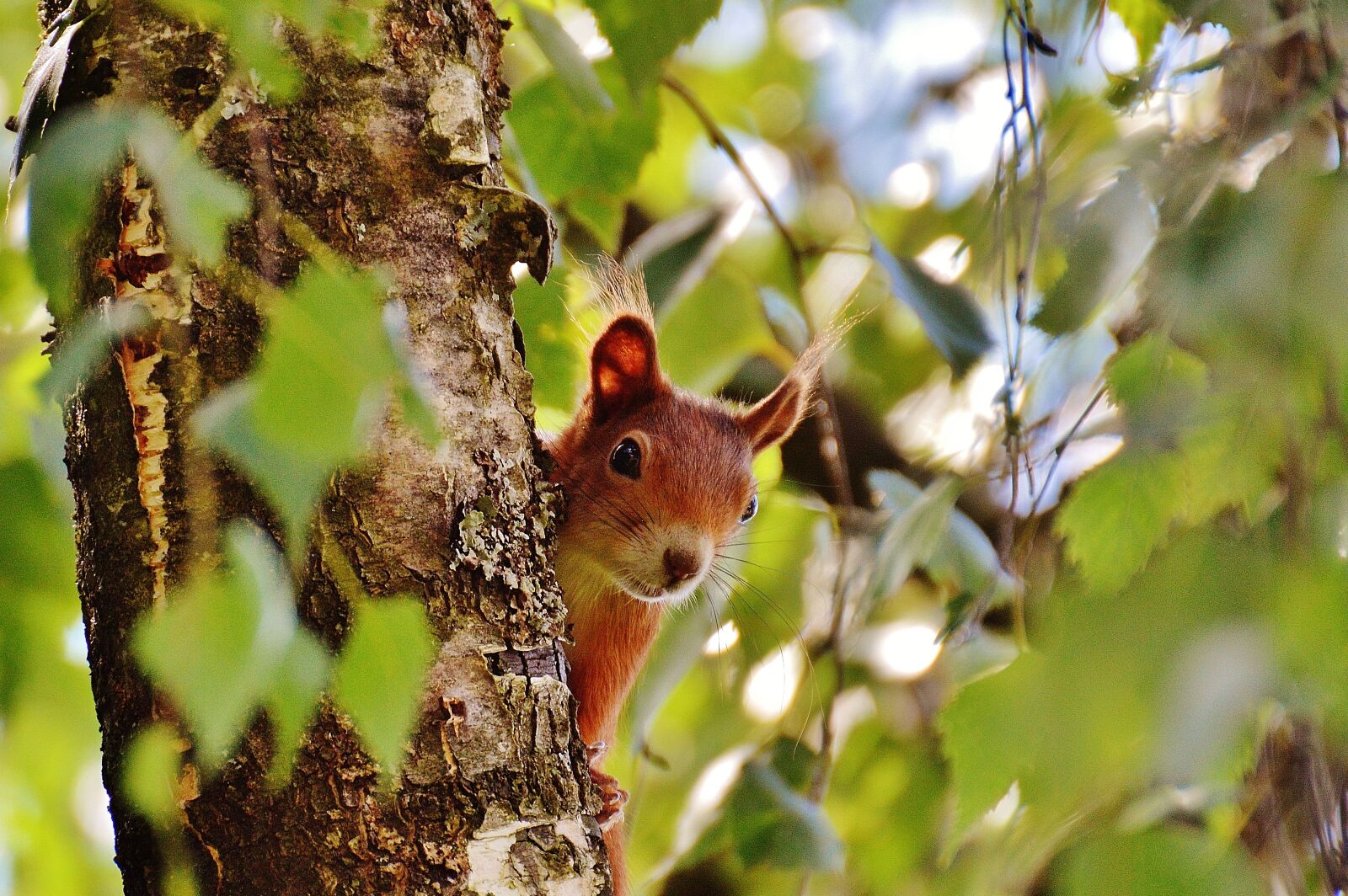 Nikon D3200 sample photo. Squirrel, nager, cute photography