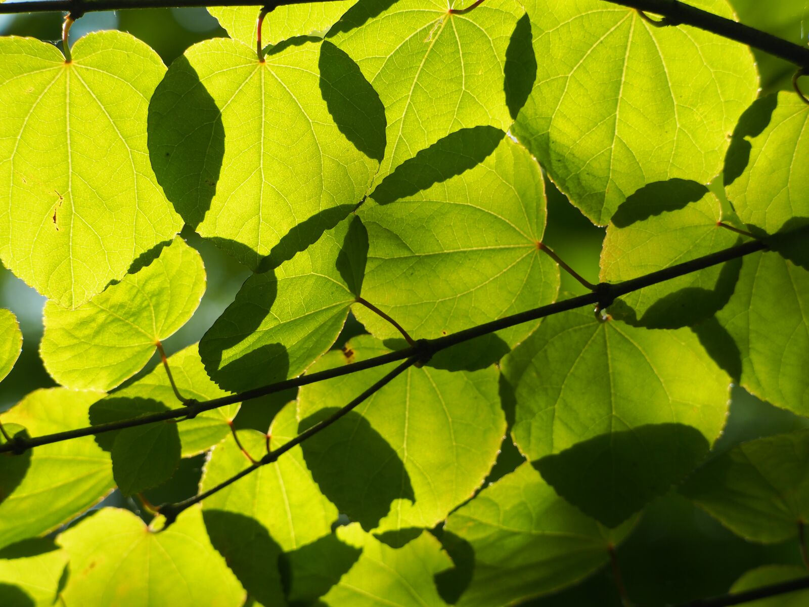 Olympus OM-D E-M5 sample photo. Sheet, tree, green photography