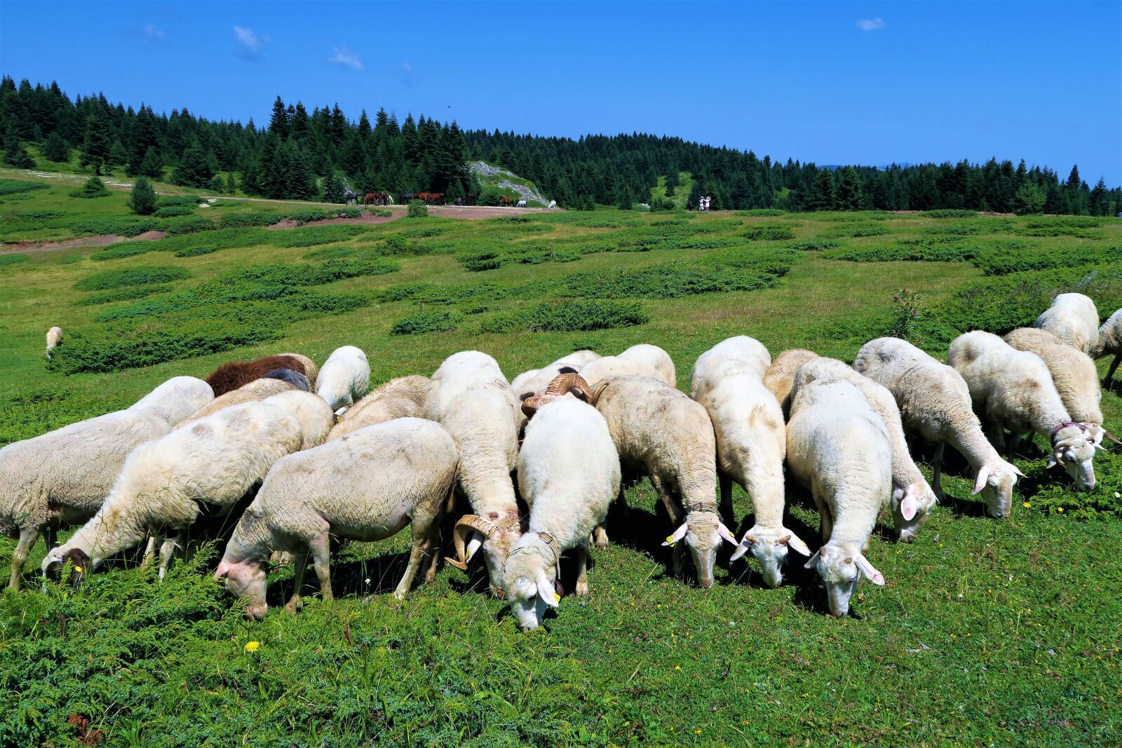 Скотоводство овцы