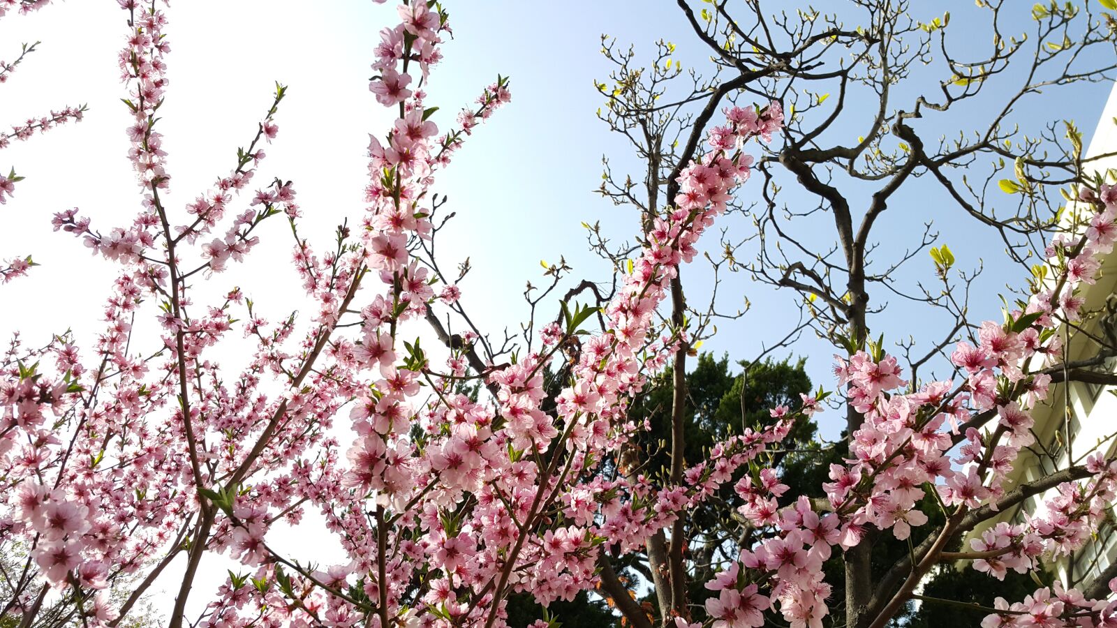 Samsung Galaxy Note4 sample photo. Wood, quarter, cherry tree photography