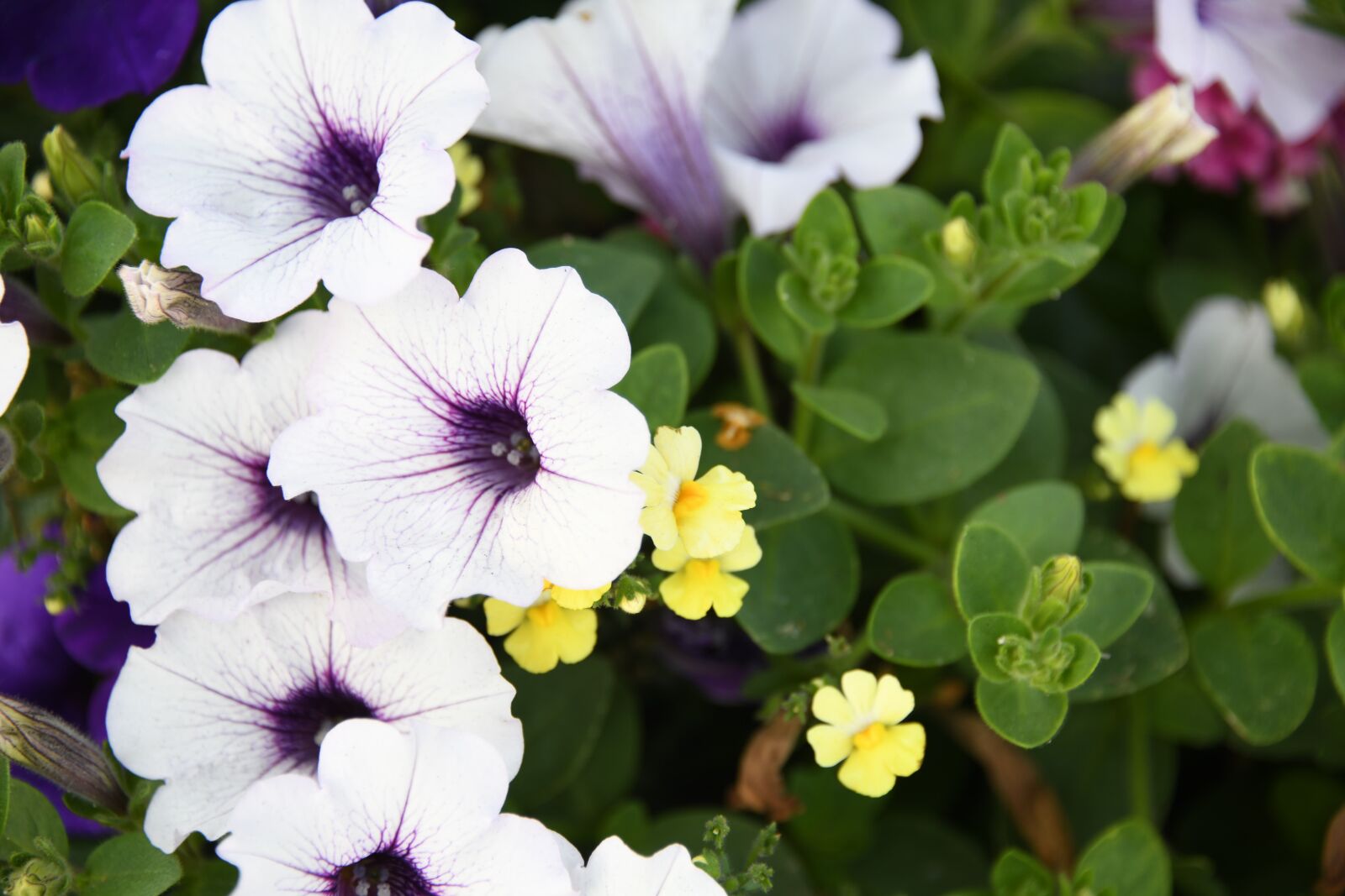 Nikon D850 sample photo. Flower, purple, plant photography