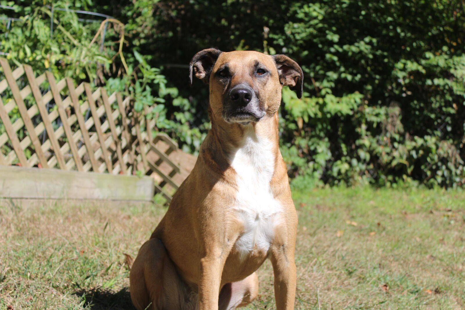 Canon EOS 1200D (EOS Rebel T5 / EOS Kiss X70 / EOS Hi) sample photo. Dog, rescue, dog photography