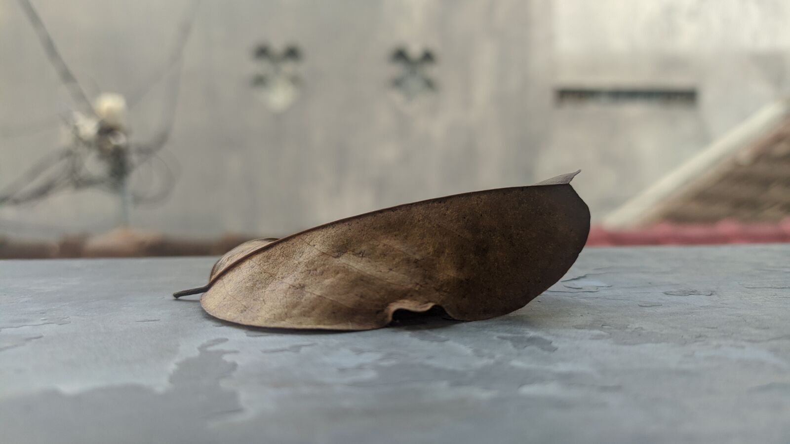 Xiaomi Redmi Note 7 sample photo. Dried, leaves, rain tree photography