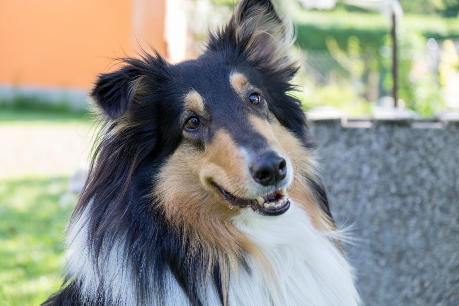 Fujifilm X-T10 sample photo. Collie, pet, dog photography