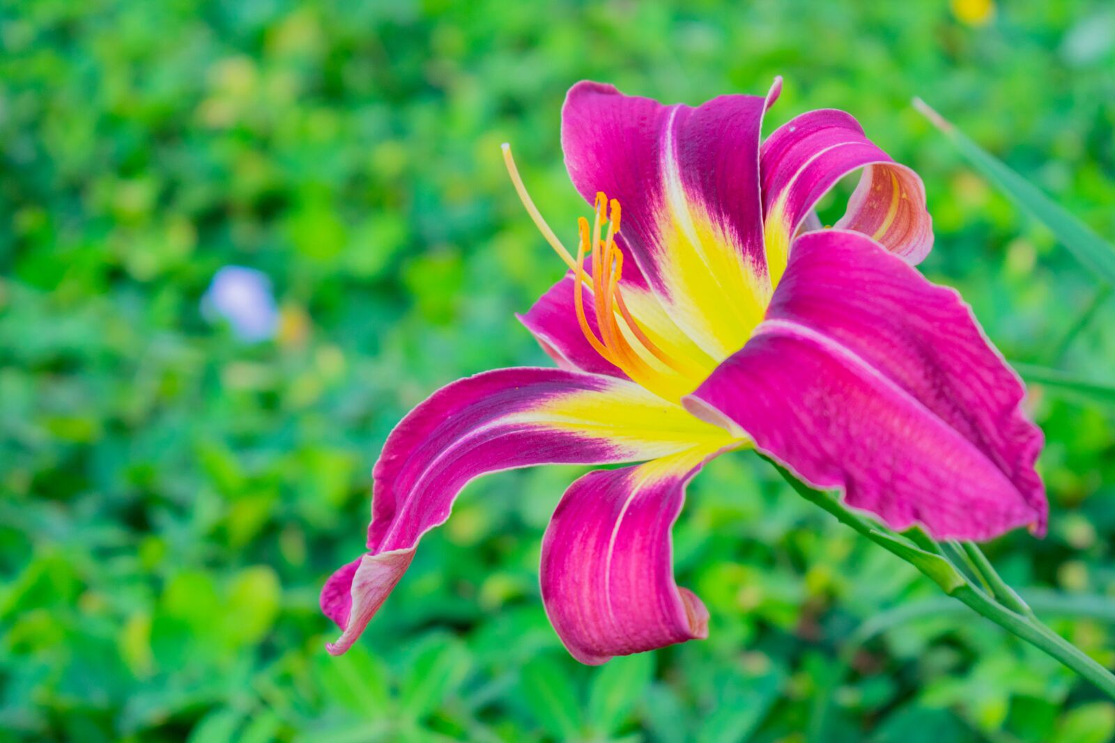 Nikon D3400 sample photo. Flower, medellin, colombia photography