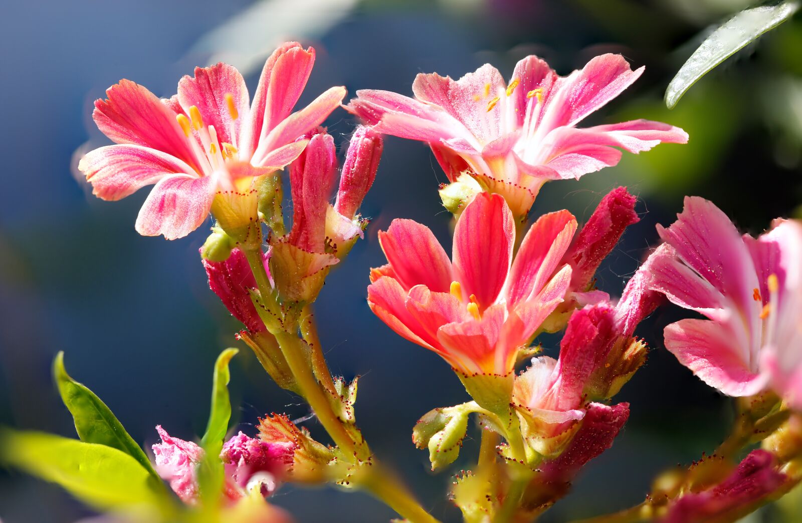 Canon EF 100mm F2.8L Macro IS USM sample photo. Flowers, pink, spring photography