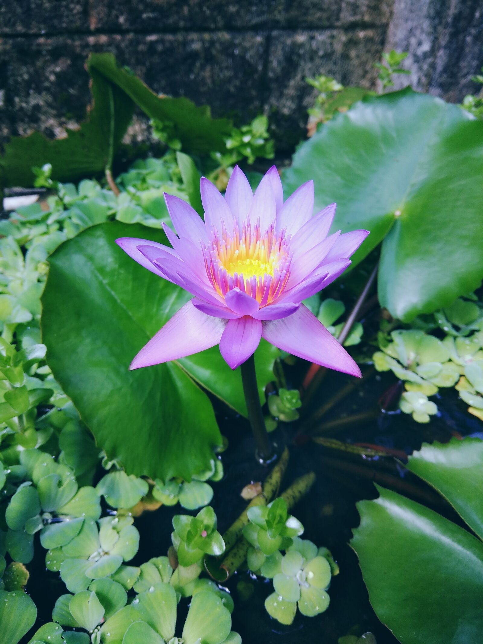 Xiaomi Redmi Note 4 sample photo. Flower, flora, nature photography