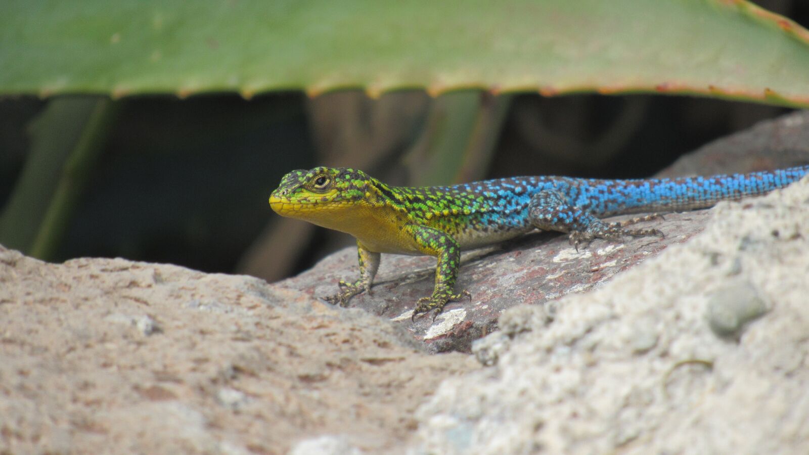 Canon PowerShot SX530 HS sample photo. Push-dim, lizard, reptile photography