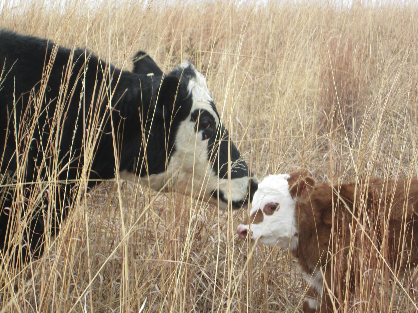 Canon PowerShot A2300 sample photo. Cow, calf, mama photography