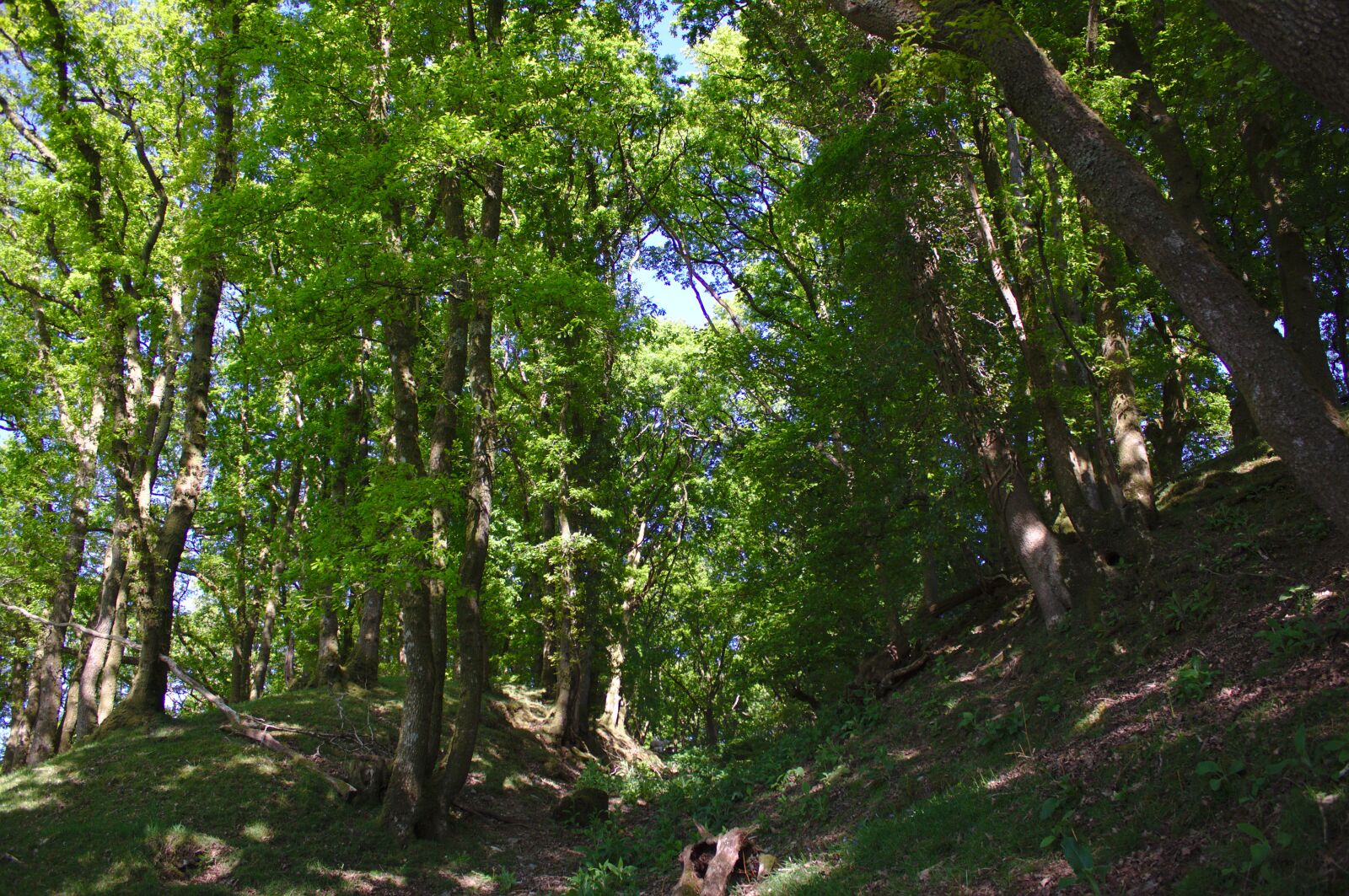 Canon EOS 50D sample photo. Forest, woodland, green photography