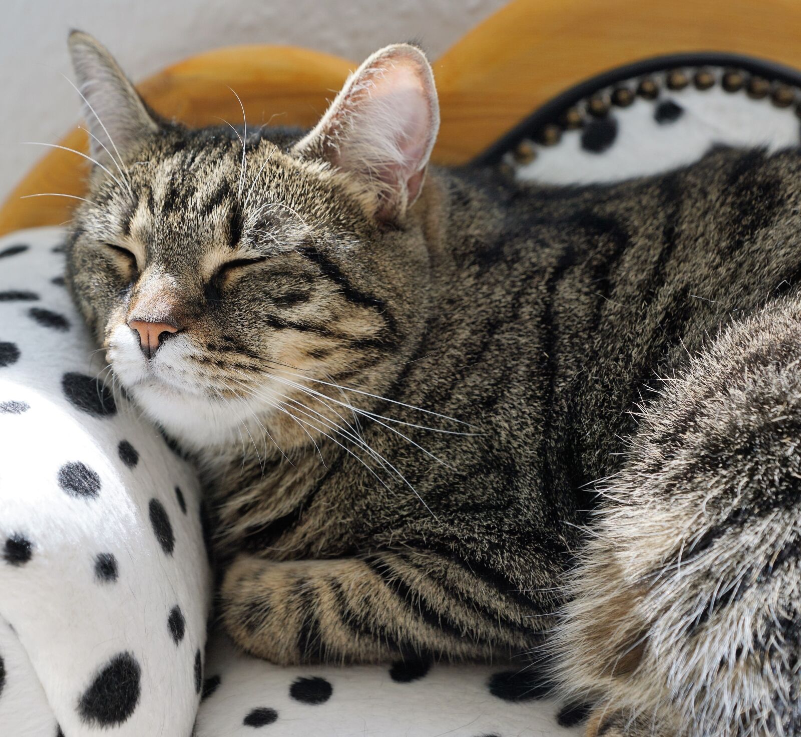 Sony ILCA-77M2 + Sony DT 16-50mm F2.8 SSM sample photo. Cat, mieze, animals photography