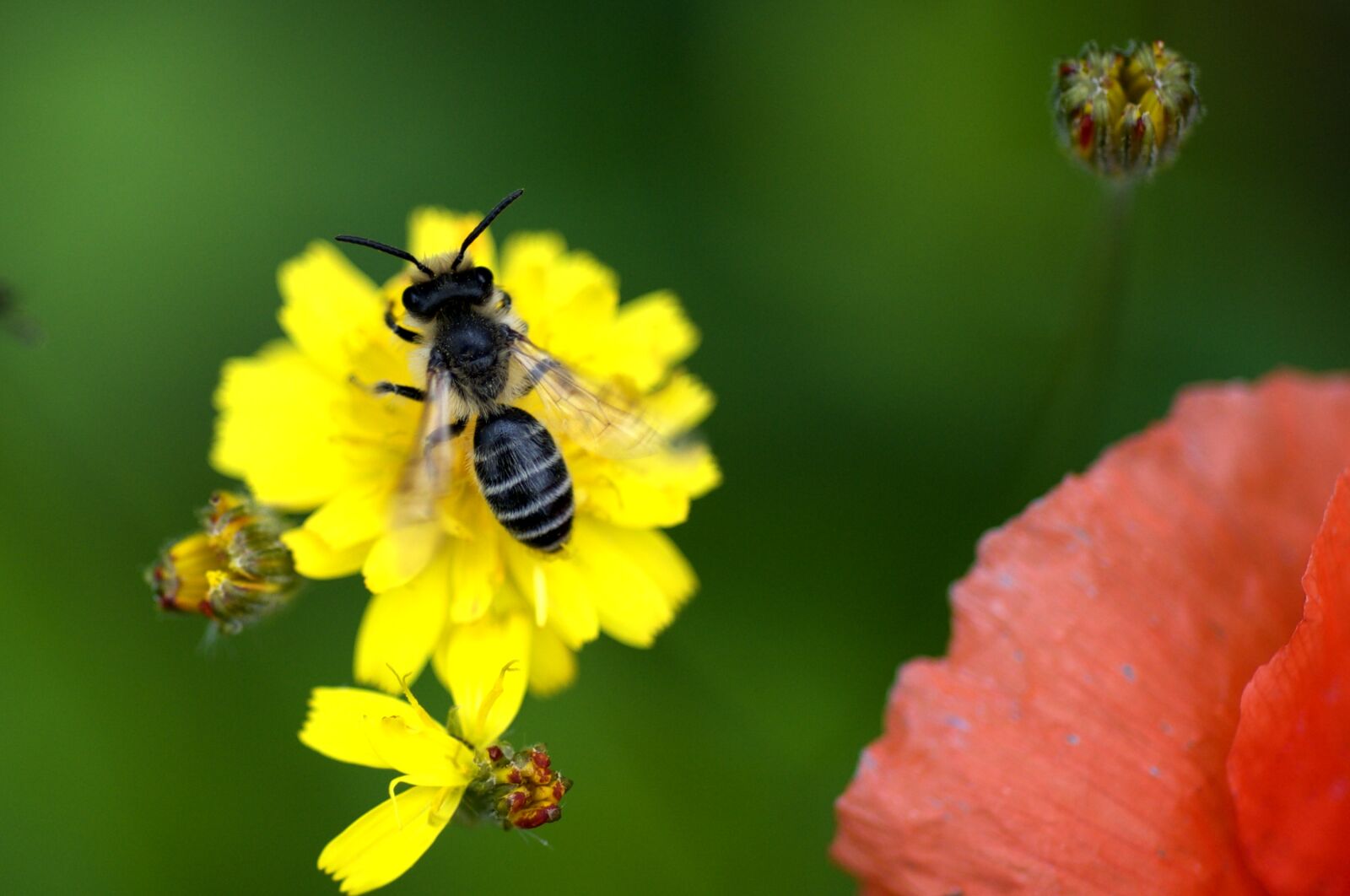 Nikon AF Micro-Nikkor 60mm F2.8D sample photo. Bee, blossom, bloom photography
