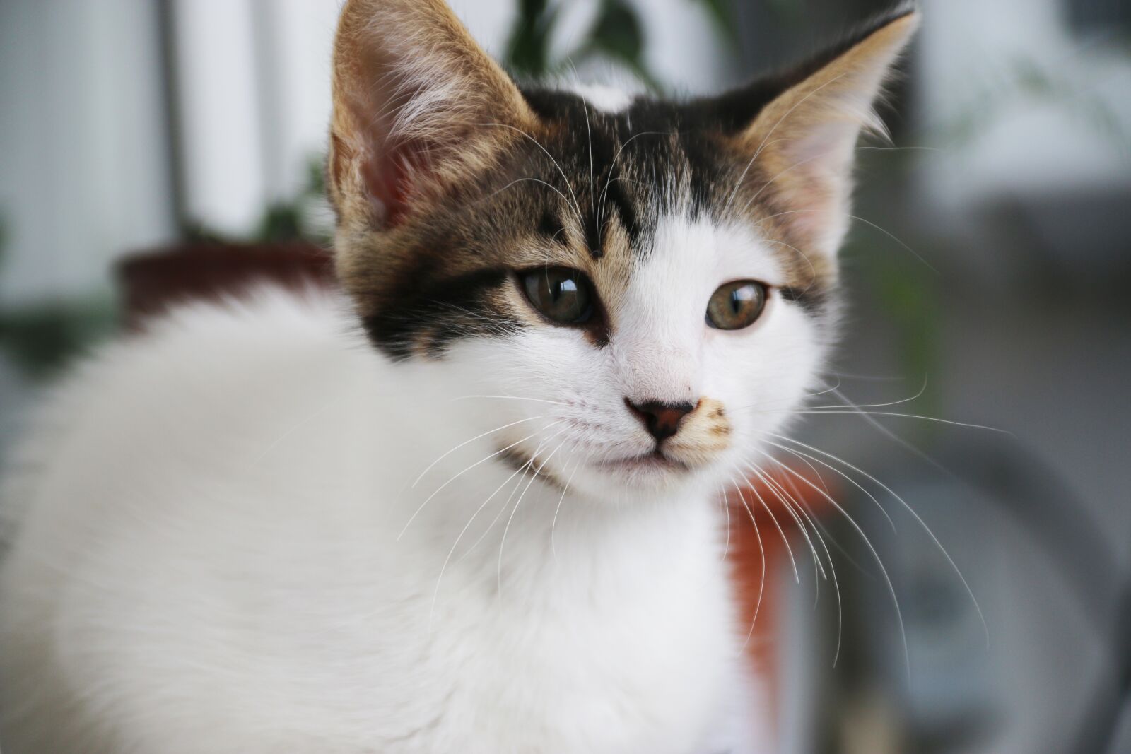 Canon EF-S 18-135mm F3.5-5.6 IS sample photo. Cat, animal, animal portrait photography