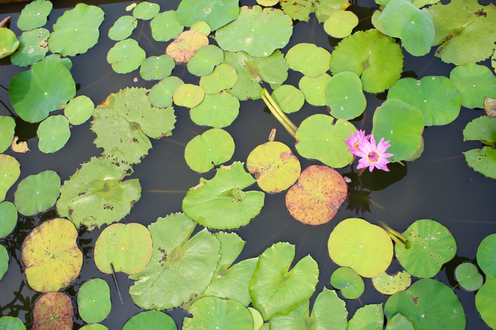 Canon EOS 600D (Rebel EOS T3i / EOS Kiss X5) sample photo. Water lily, purple, blossomed photography