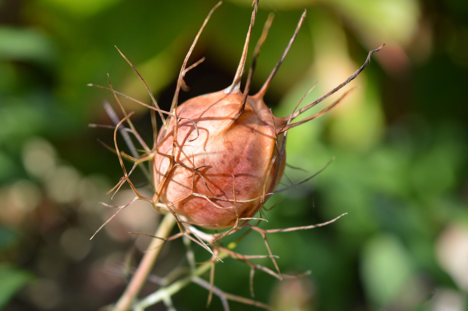 Nikon D3200 sample photo. Boll, virgin in the photography