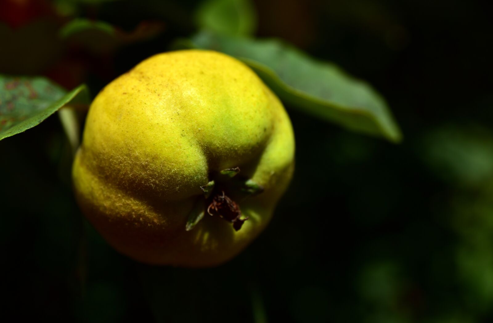 Nikon D750 sample photo. Quince, tree, branch photography