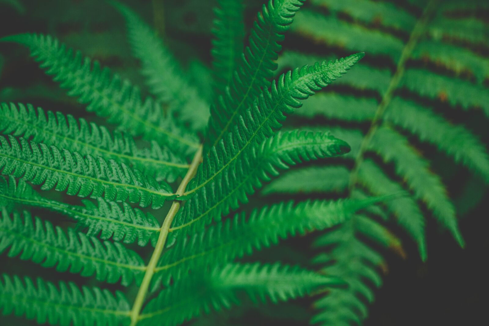 Sony E 55-210mm F4.5-6.3 OSS sample photo. Floral, green, leaves photography