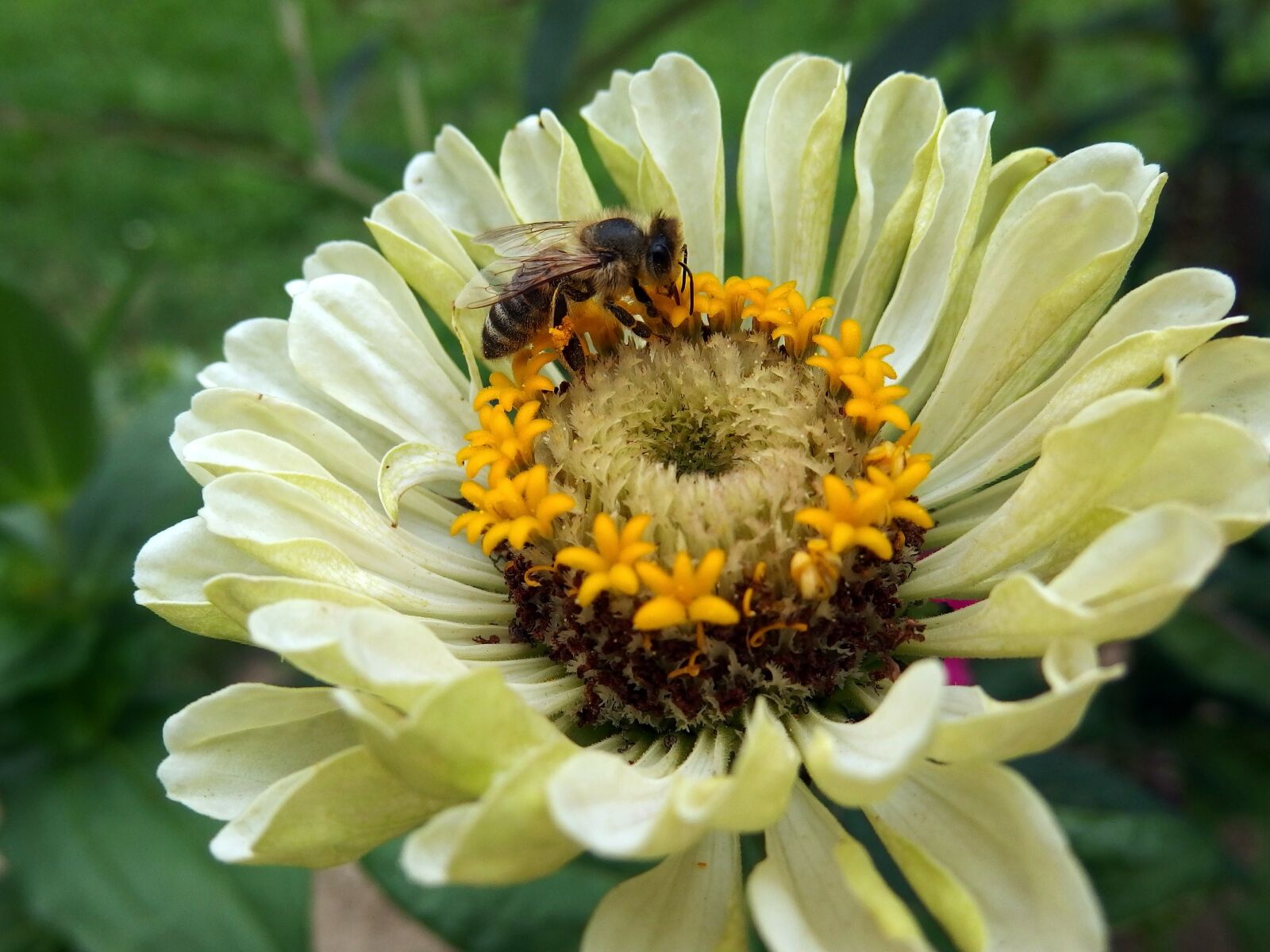 Olympus Stylus XZ-10 sample photo. Zinnia, bee, flower photography