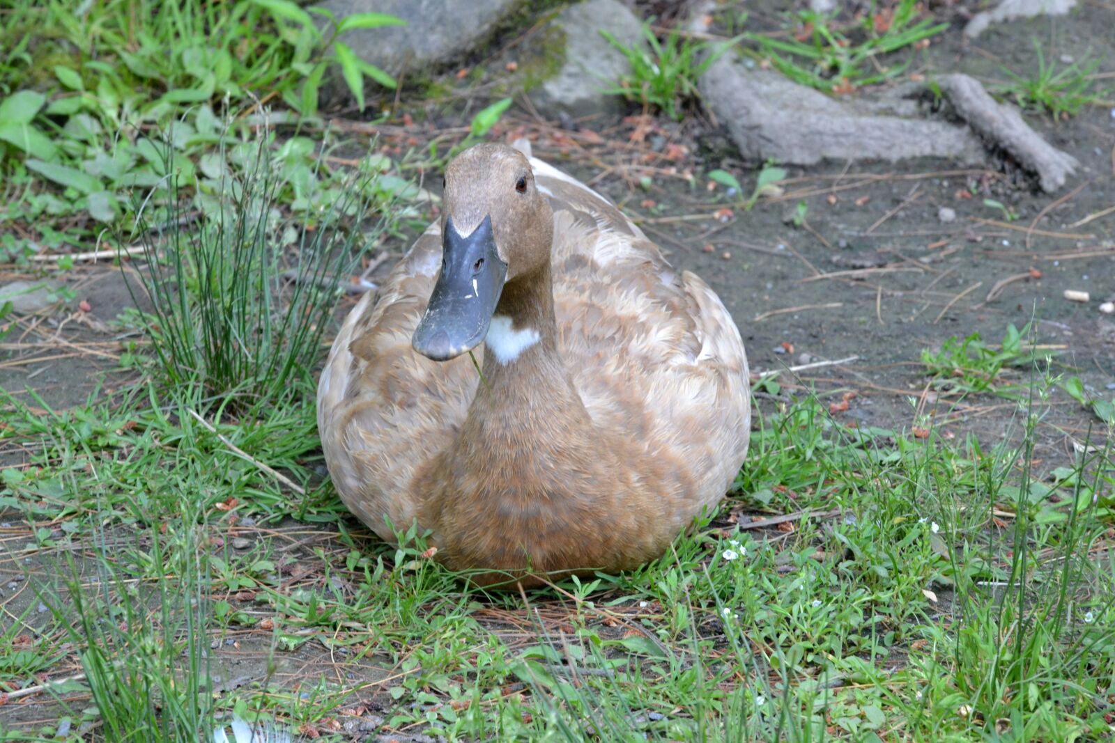 Nikon D3100 sample photo. Duck, resting, farm photography