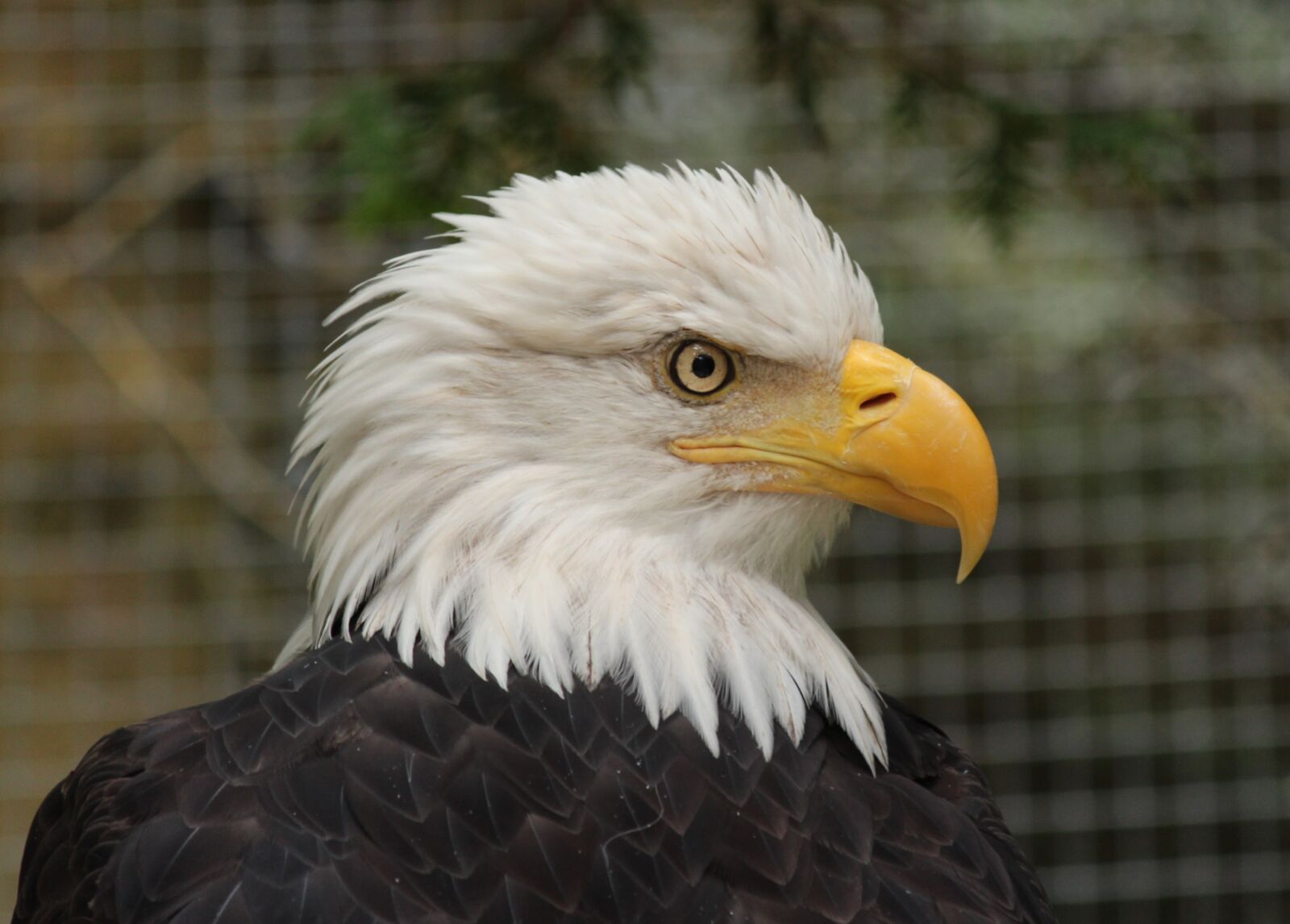 Canon EOS 650D (EOS Rebel T4i / EOS Kiss X6i) + Canon EF-S 55-250mm F4-5.6 IS II sample photo. Bald eagle, bird, animal photography