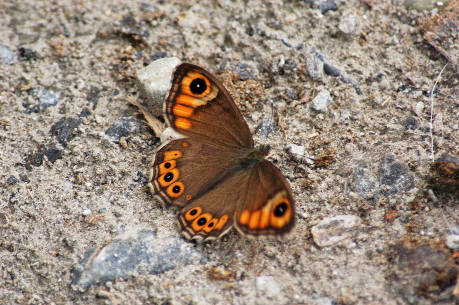 Nikon D100 sample photo. Brown, and, orange, butterfly photography