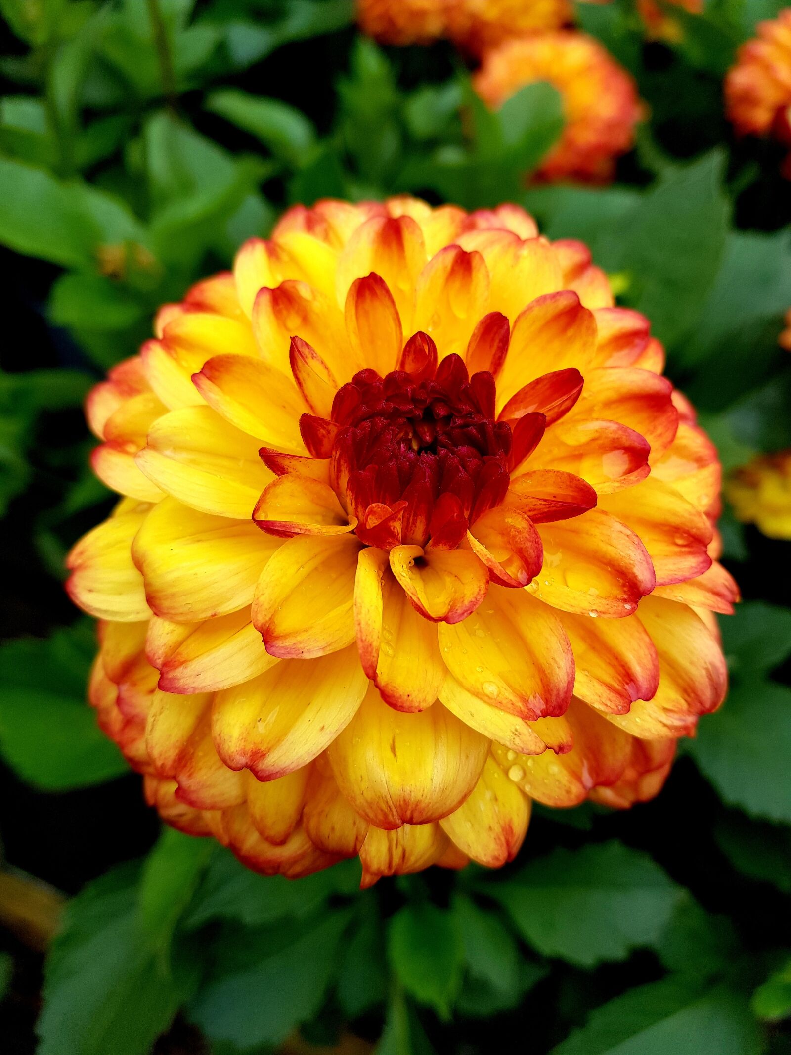 Samsung Galaxy S8 sample photo. Yellow flower, orange flower photography