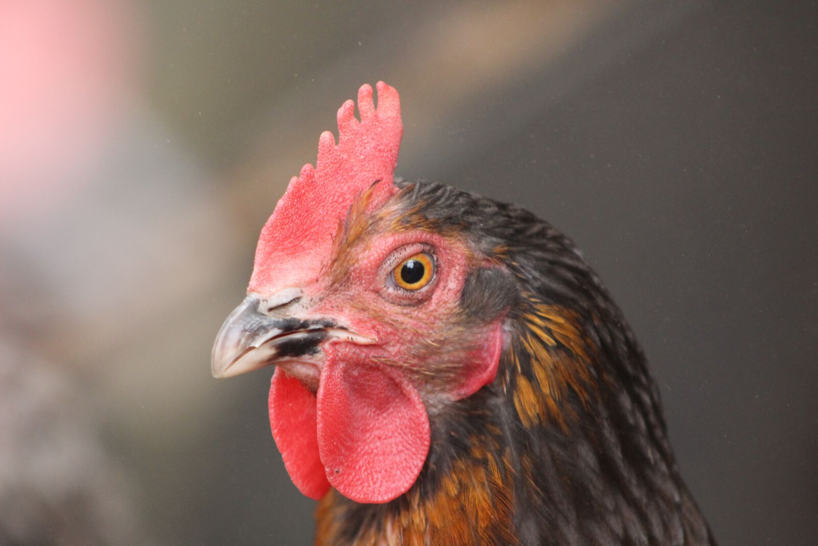 Canon EOS 700D (EOS Rebel T5i / EOS Kiss X7i) sample photo. Chicken, hen, poultry photography