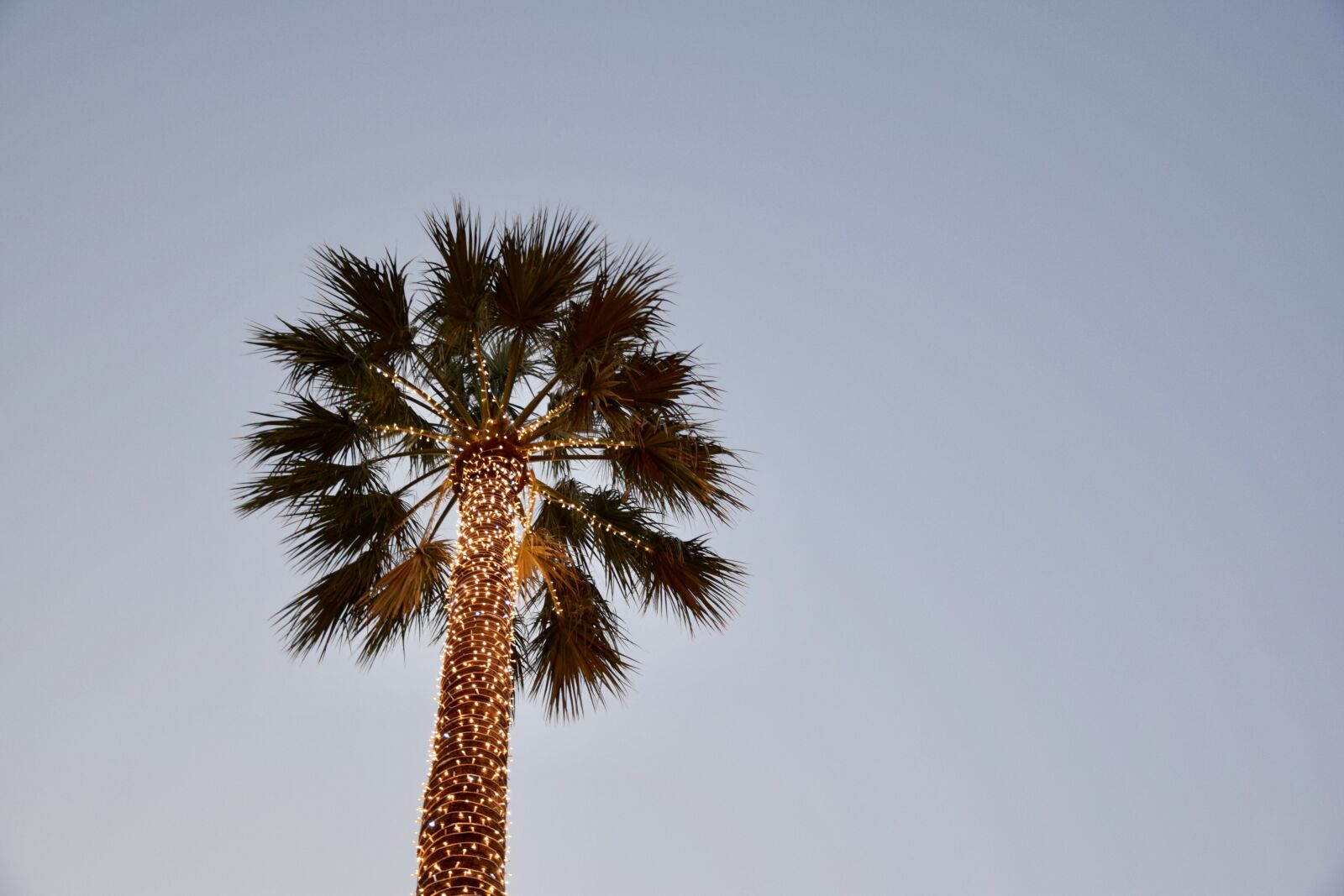 Nikon D3300 sample photo. Palm tree, christmas, heaven photography