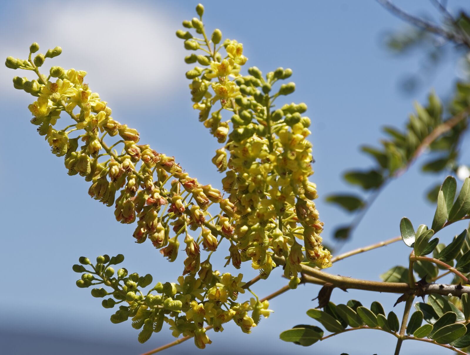 Nikon D500 sample photo. Flowers, plant, nature photography