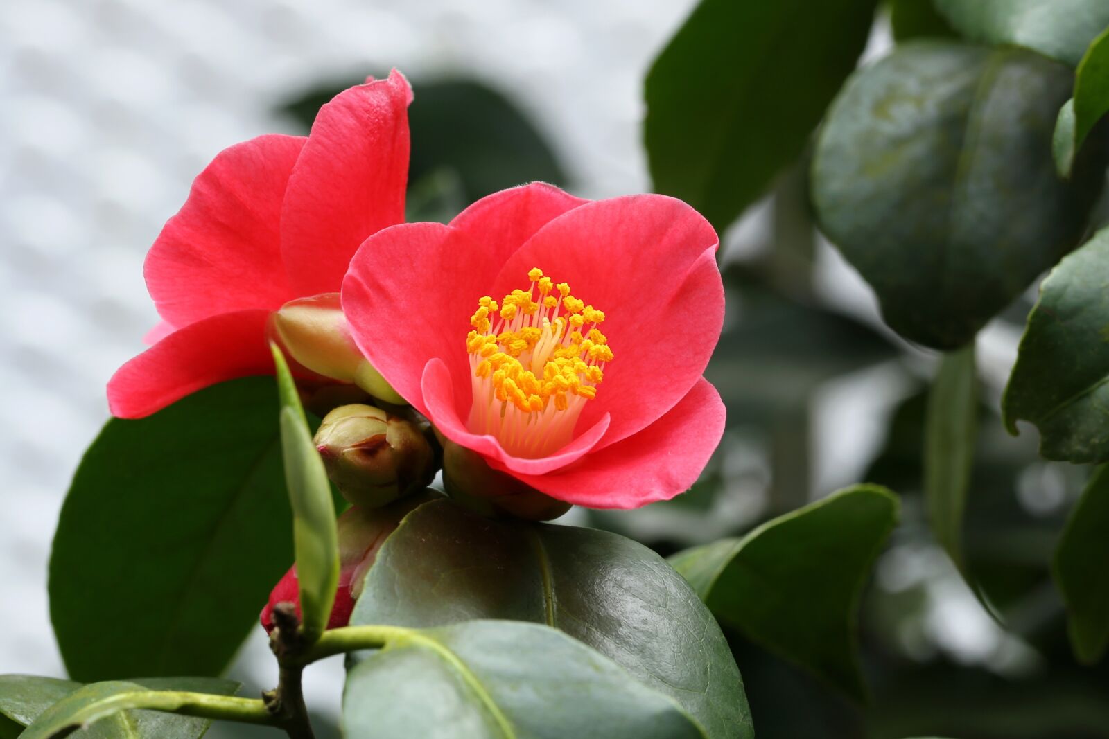Canon EF 100mm F2.8L Macro IS USM sample photo. Flowers, camellia, rajec jestrebi photography