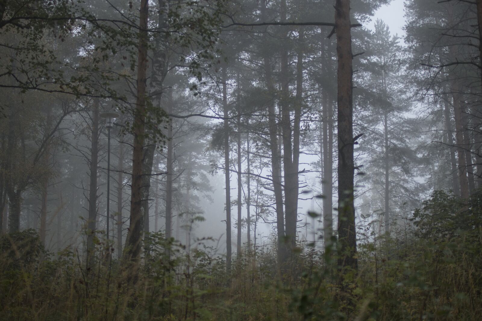 Canon EF 35mm F2 sample photo. Mist, fog, landscape photography