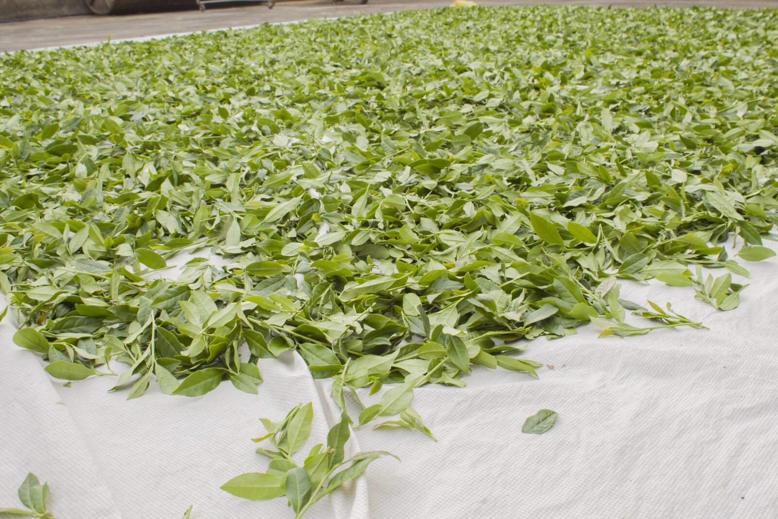 Canon EOS 650D (EOS Rebel T4i / EOS Kiss X6i) sample photo. Anxi tieguanyin tea, drying photography