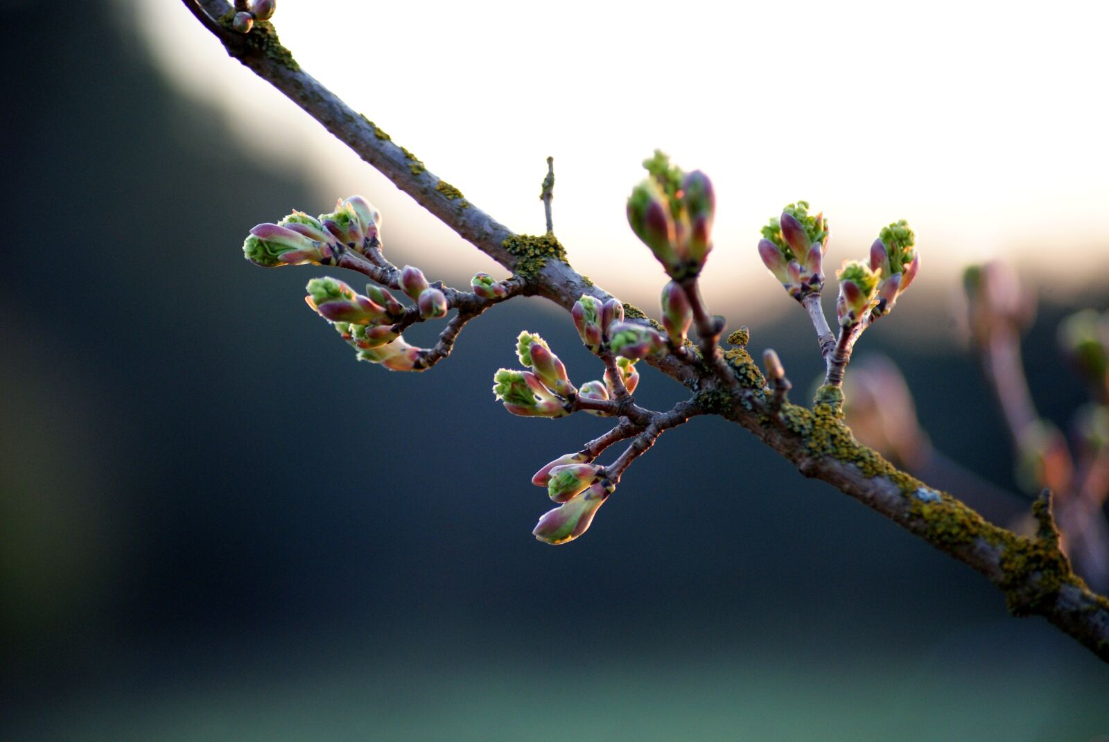 Sony Alpha DSLR-A300 sample photo. Nature, sprig, birch photography