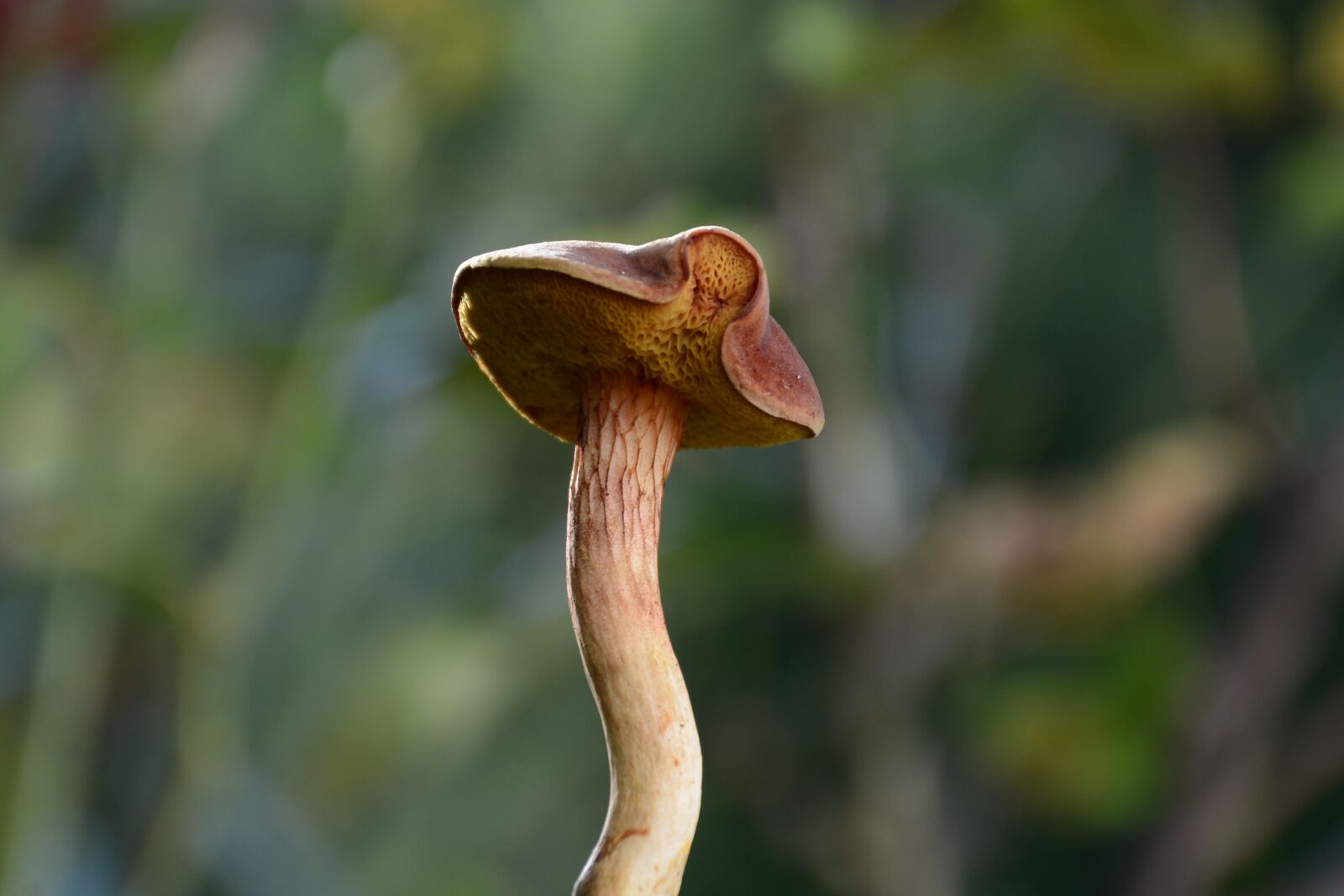 Nikon D7100 sample photo. Mushrooms, forest, nature photography