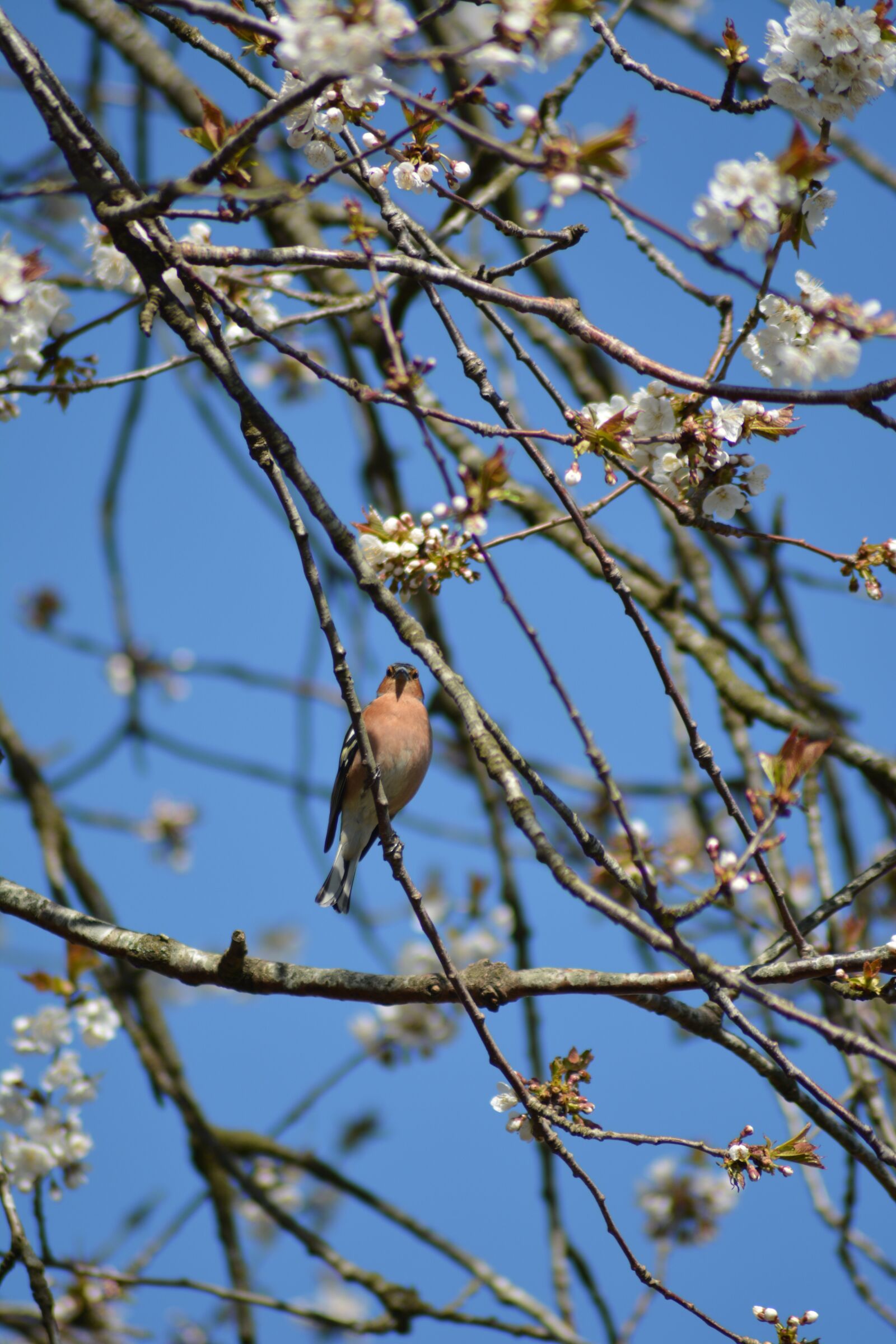 Nikon D5200 sample photo. Summer, bird, natural photography