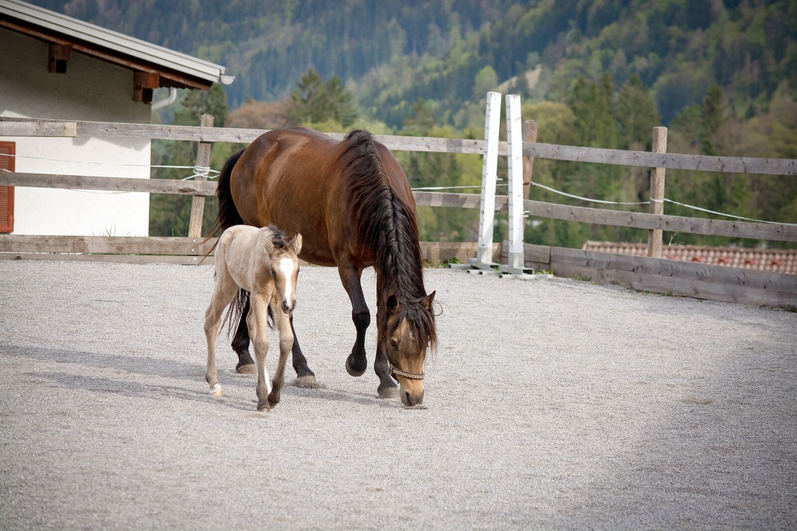 Nikon D7100 sample photo. Horse, pony, foal photography