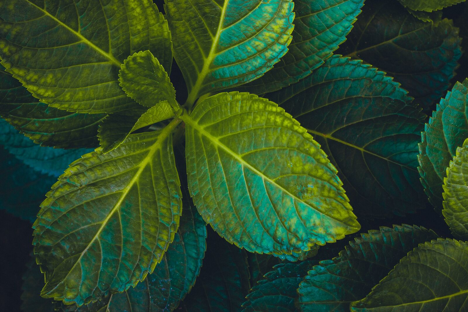 Canon EOS 600D (Rebel EOS T3i / EOS Kiss X5) + Canon EF 50mm F1.8 II sample photo. Green, plant, leaf photography