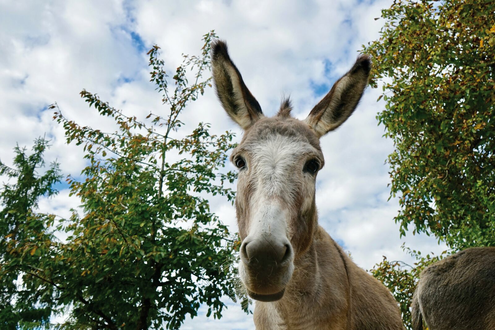 Sony a7 + Sony FE 28-70mm F3.5-5.6 OSS sample photo. Donkey hiking, donkey, domestic photography
