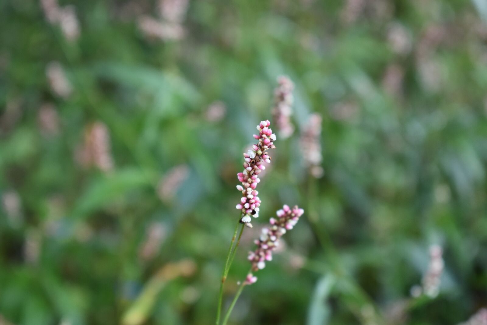 Nikon D750 sample photo. Summer, flowers, by the photography